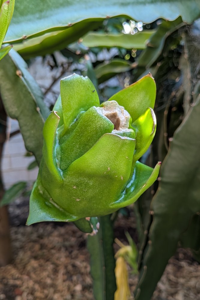 Green fruit